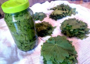 تهیه شور برگ مو با نمک طبیعی