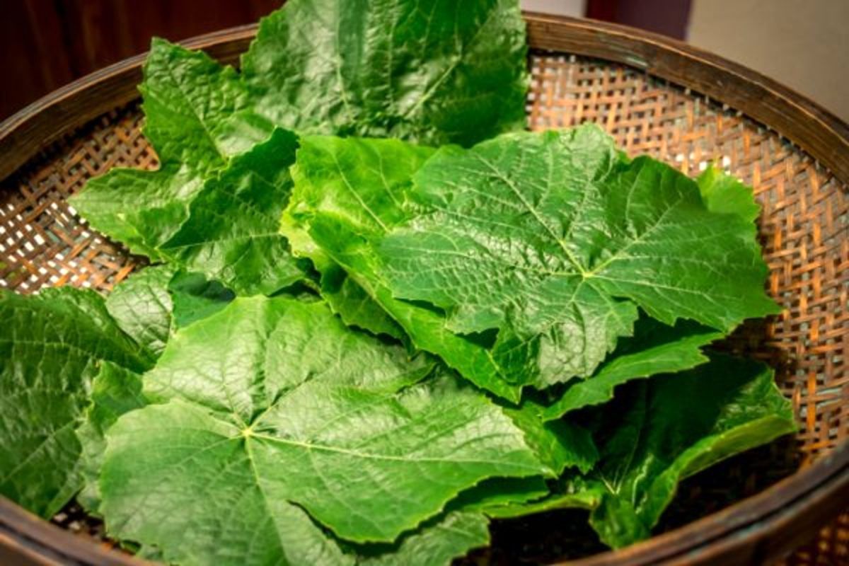 عرضه برگ مو برای ماسکهای مو طبیعی