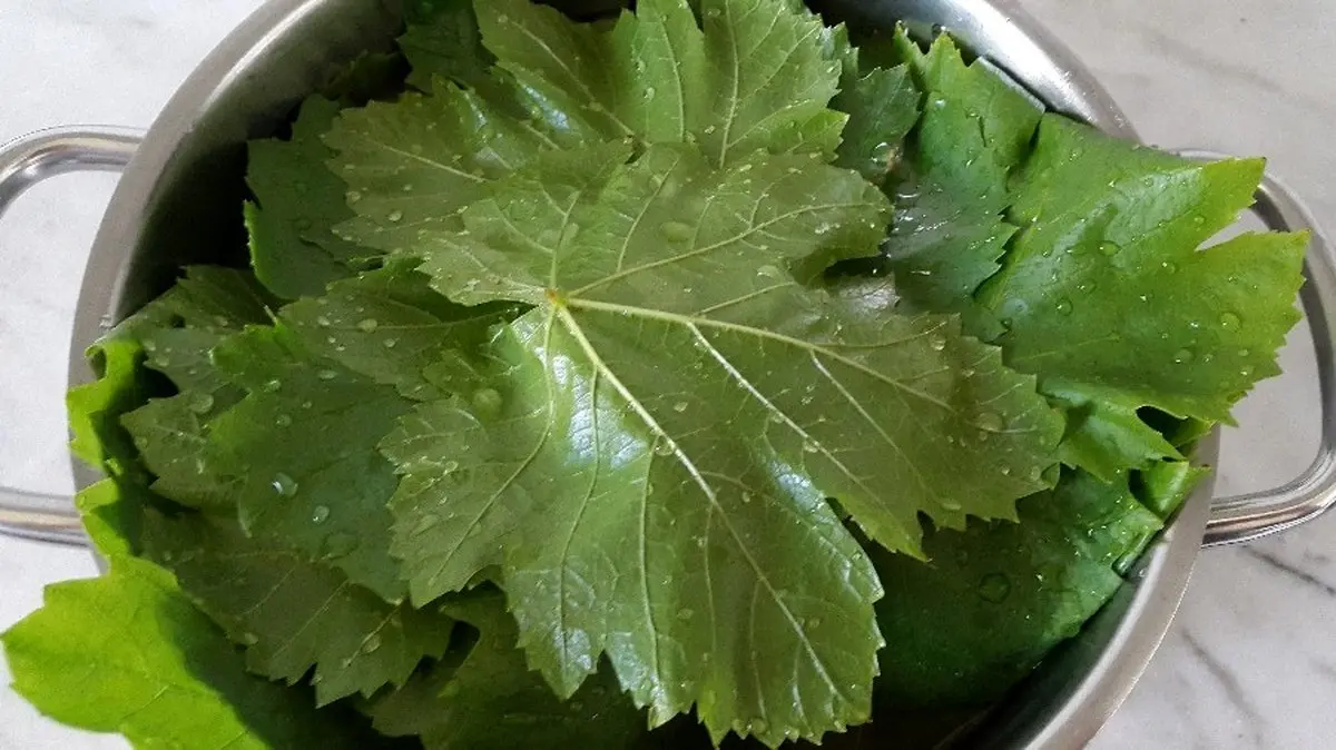 چگونه برگ مو با کیفیت و قیمت مناسب خریداری کنیم؟