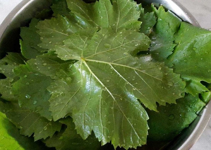 نکات مهم برای مصرف ایمن دلمه برگ مو در دوران بارداری