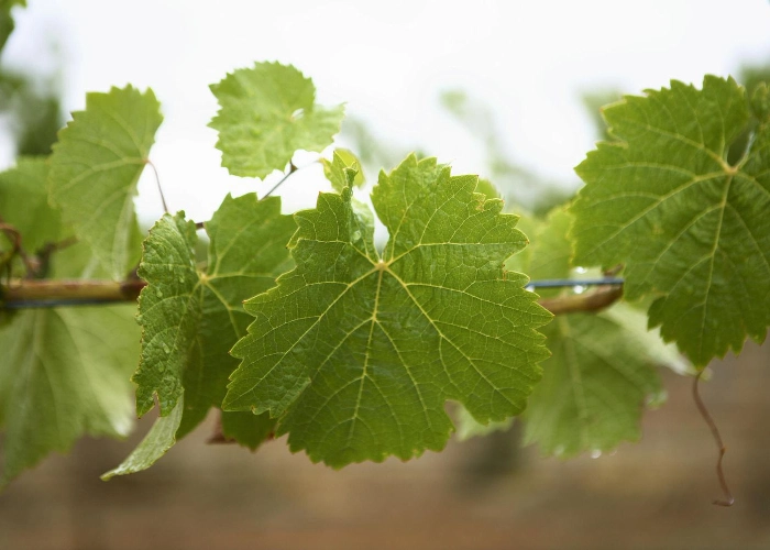 جدول بررسی فواید و خطرات مصرف برگ مو در بارداری