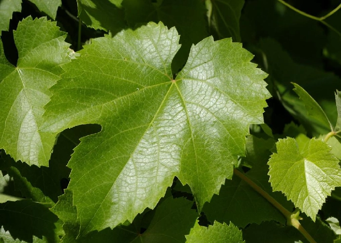 آیا دلمه برگ مو برای زنان باردار ضرر دارد؟