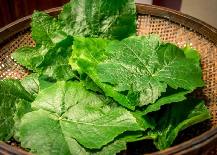 آیا دلمه برگ مو برای زنان باردار ضرر دارد؟