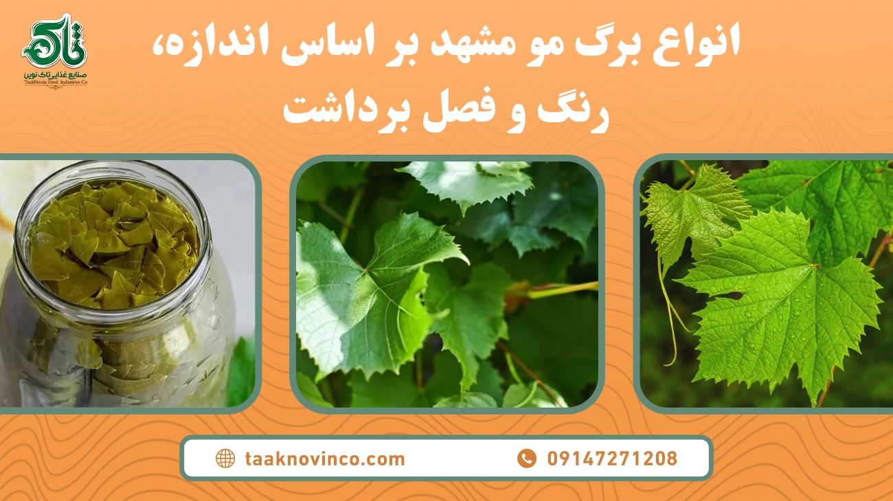 قیمت برگ مو مشهد