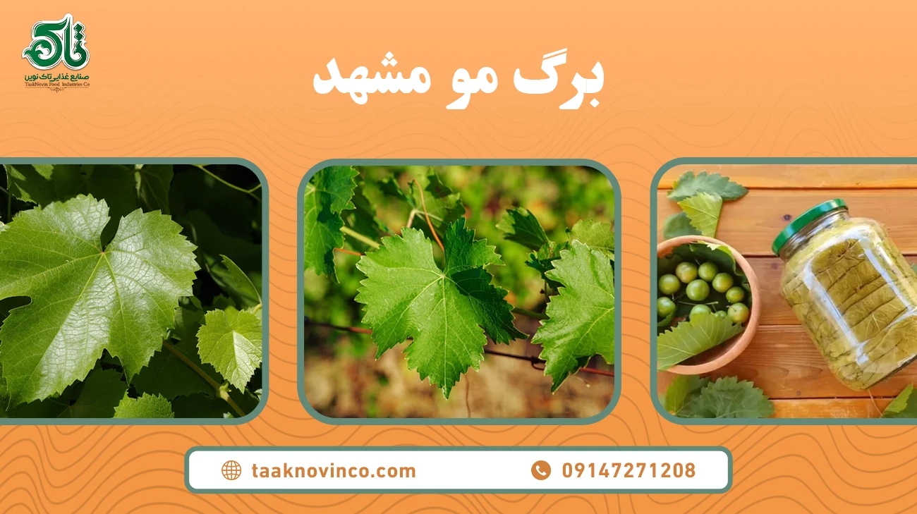 خرید برگ مو مشهد